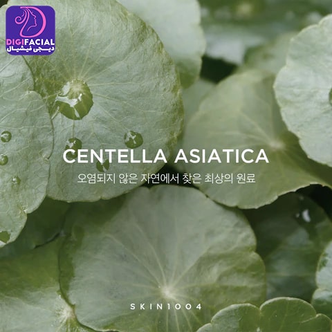 محبوبیت Centella Asiatica